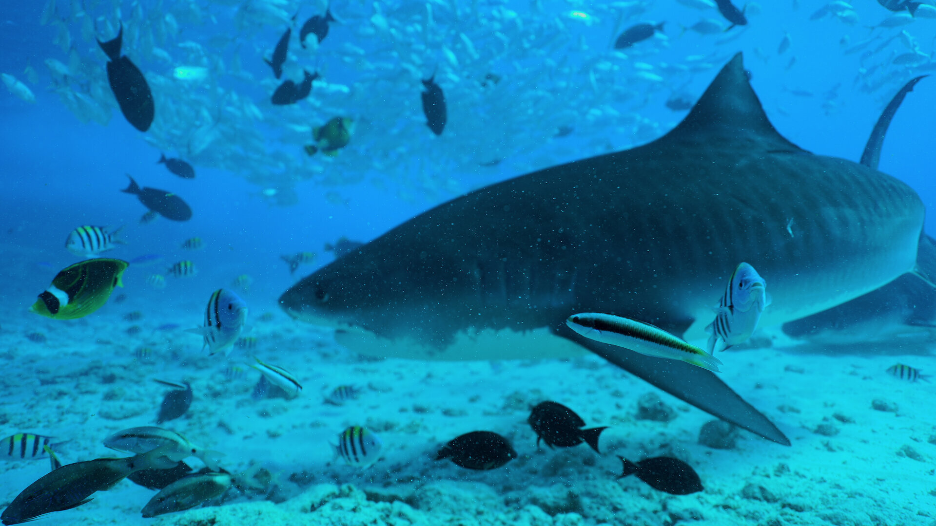 All the Sharks S1E1 Eye of the Tiger Shark