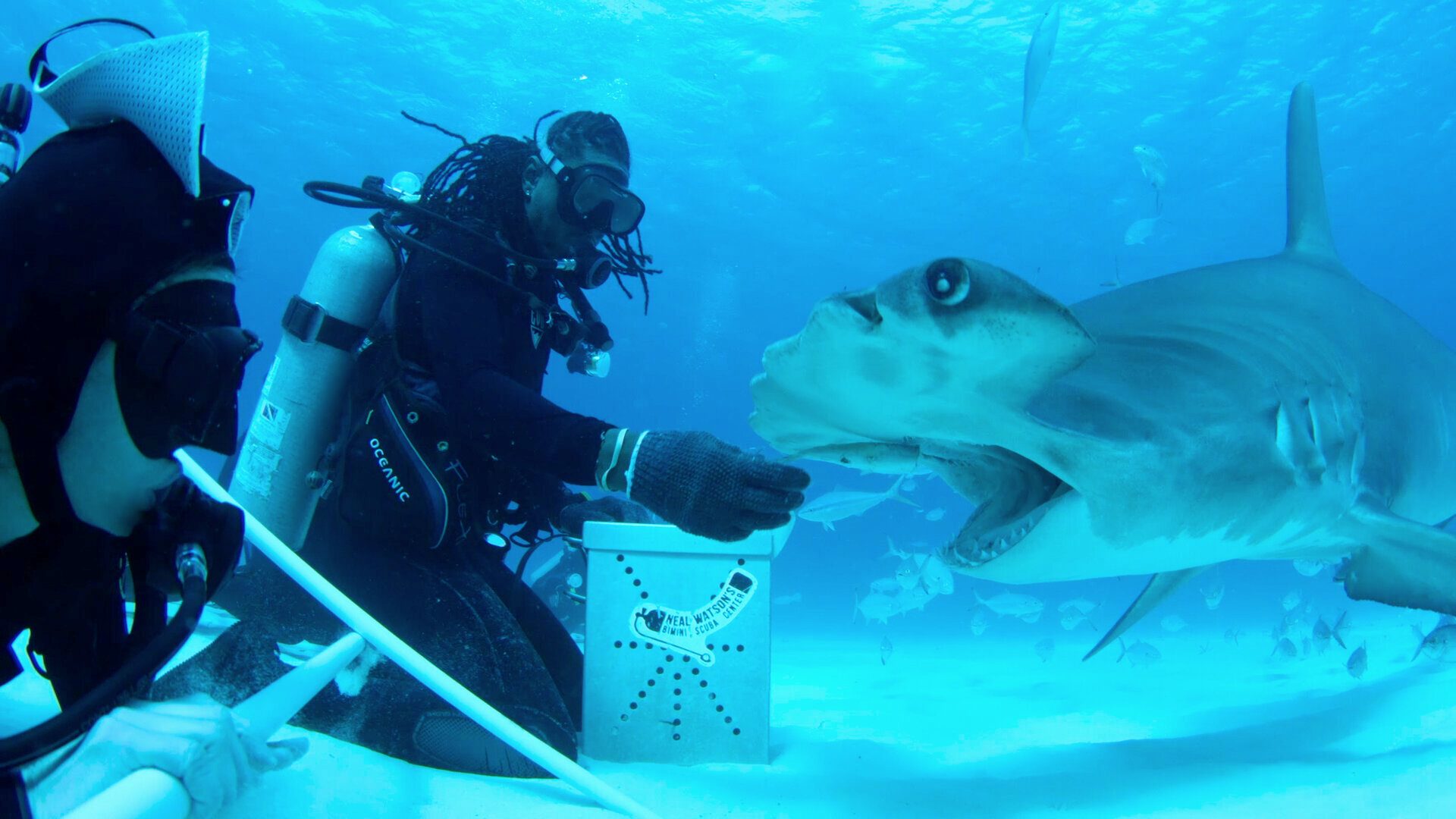 All the Sharks S1E6 The Grand Fin-Ale