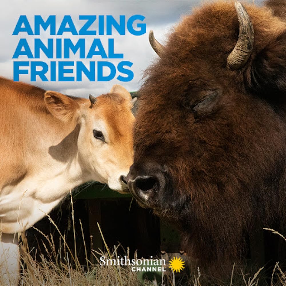 Amazing Animal Friends